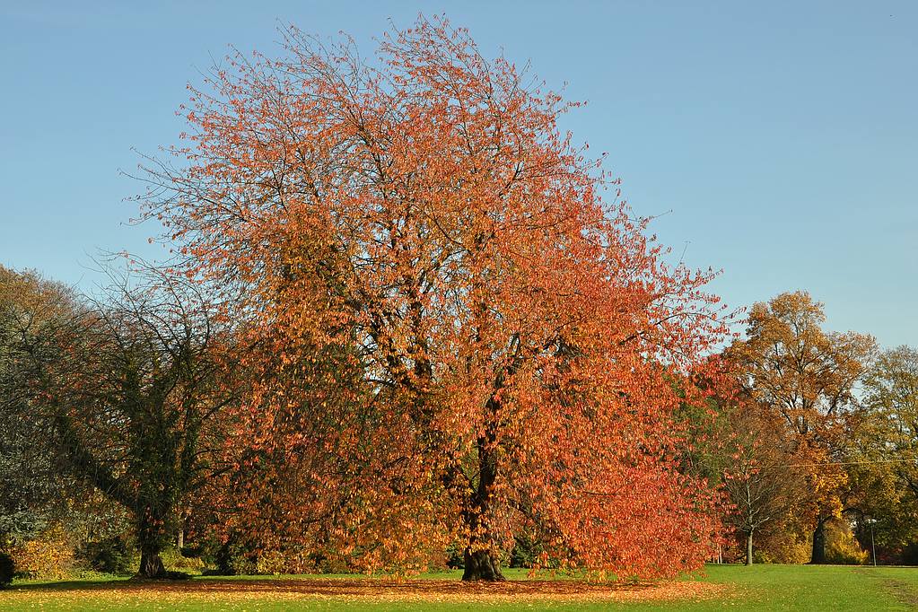 Baum rot
