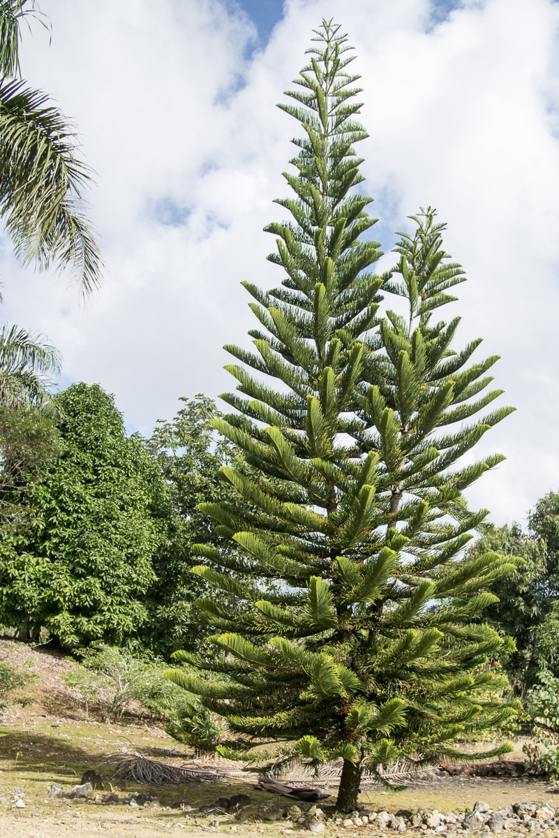 Baum Samana
