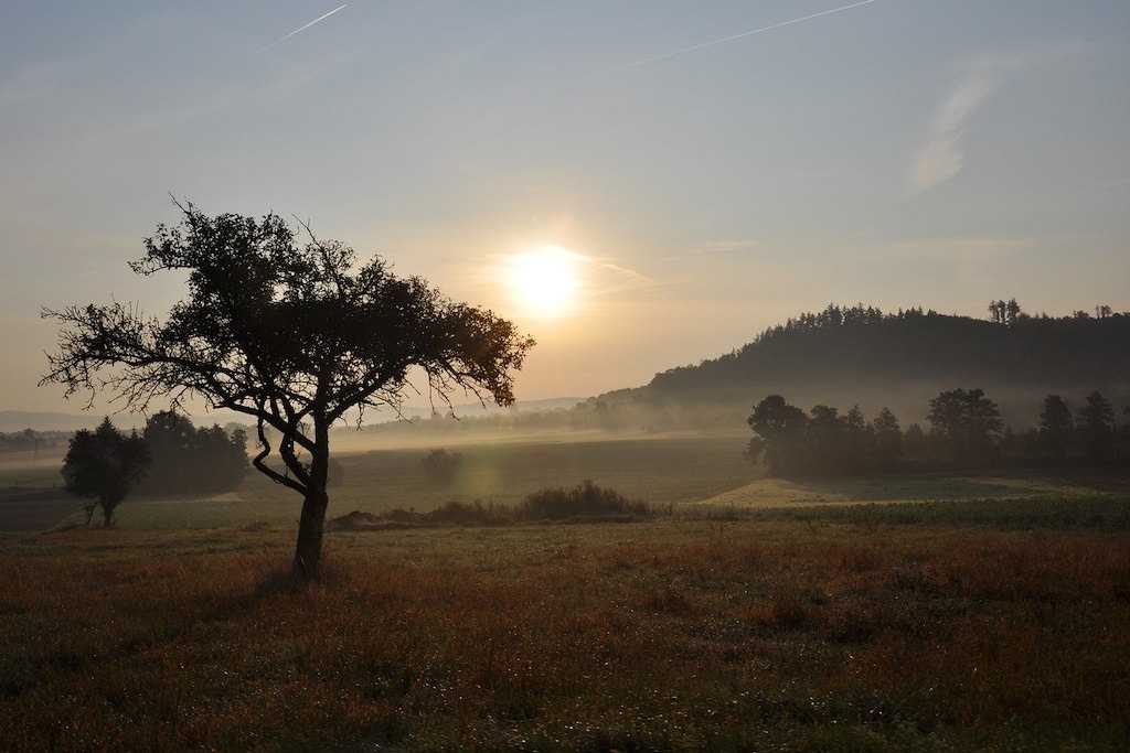 Baum, Sonne, Nebel