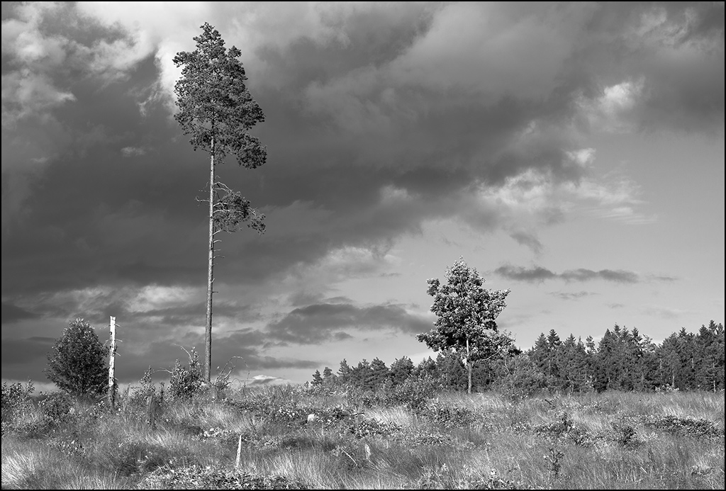 baum sw
