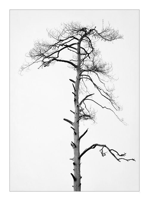Baum SW