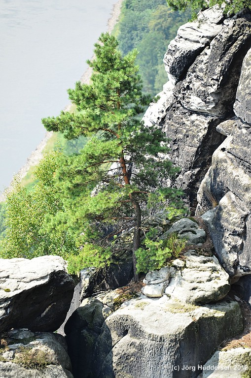 Baum