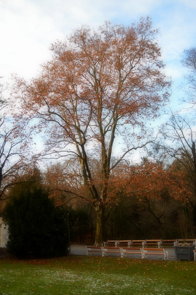 Baum