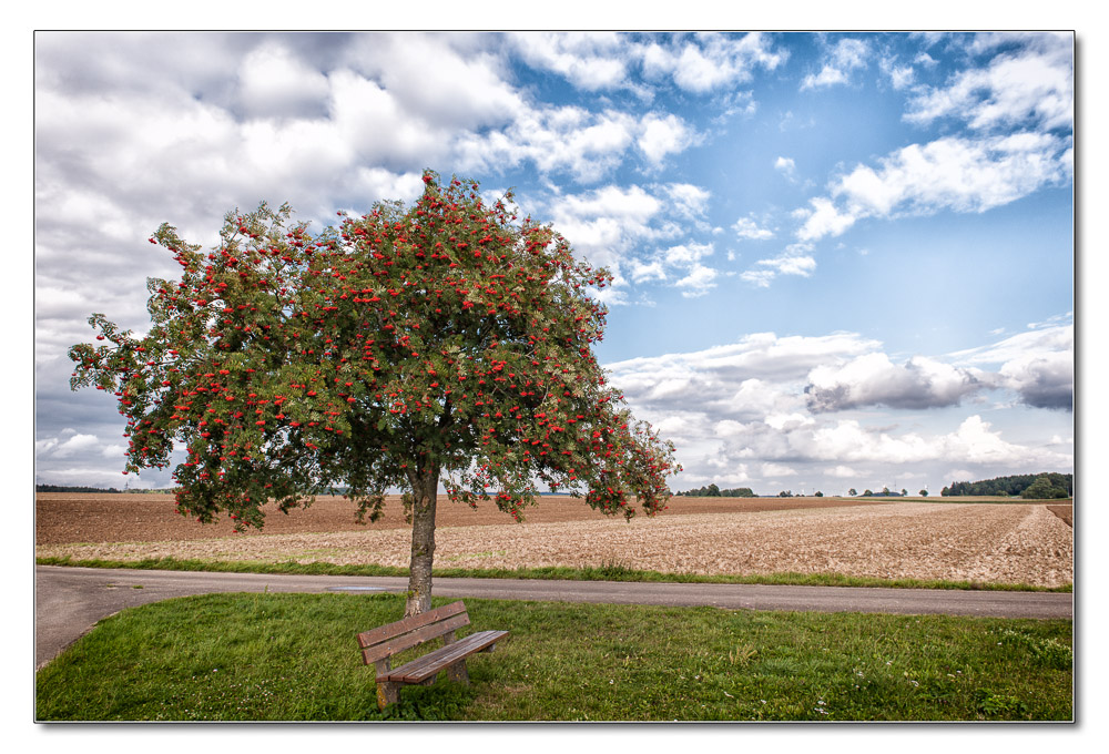 Baum