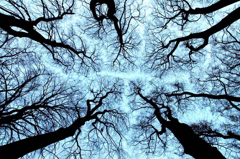 baum