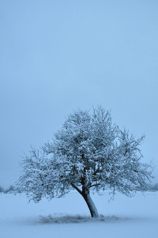 Baum