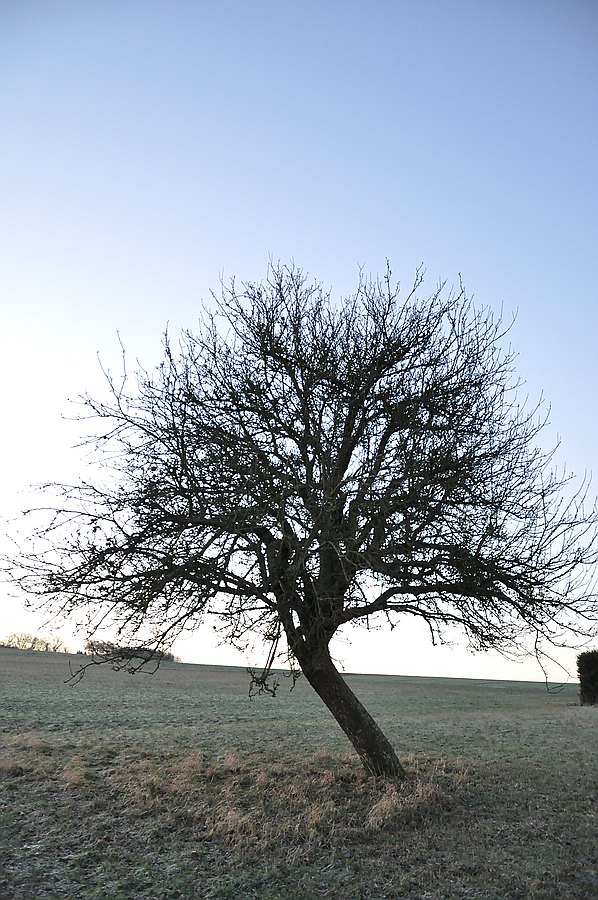Baum