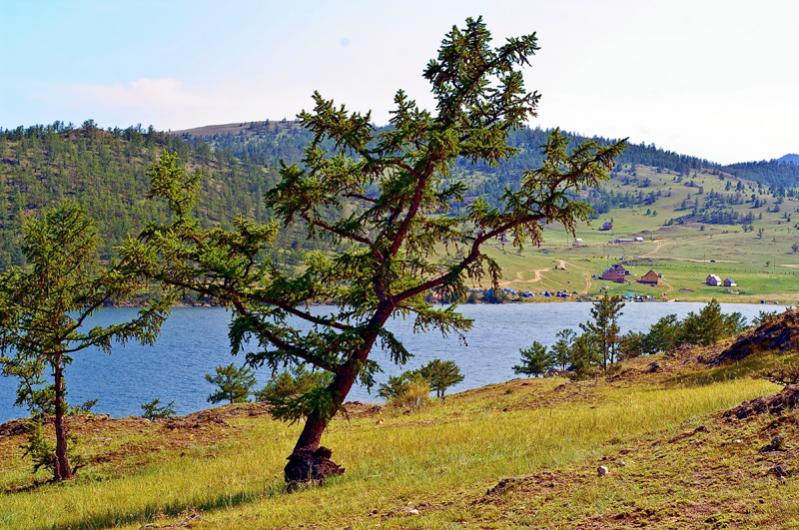 baum