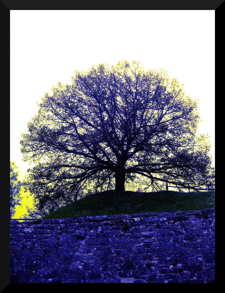 Baum