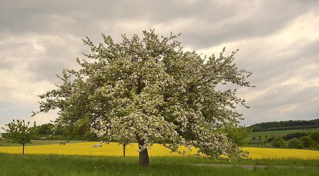 Baum001
