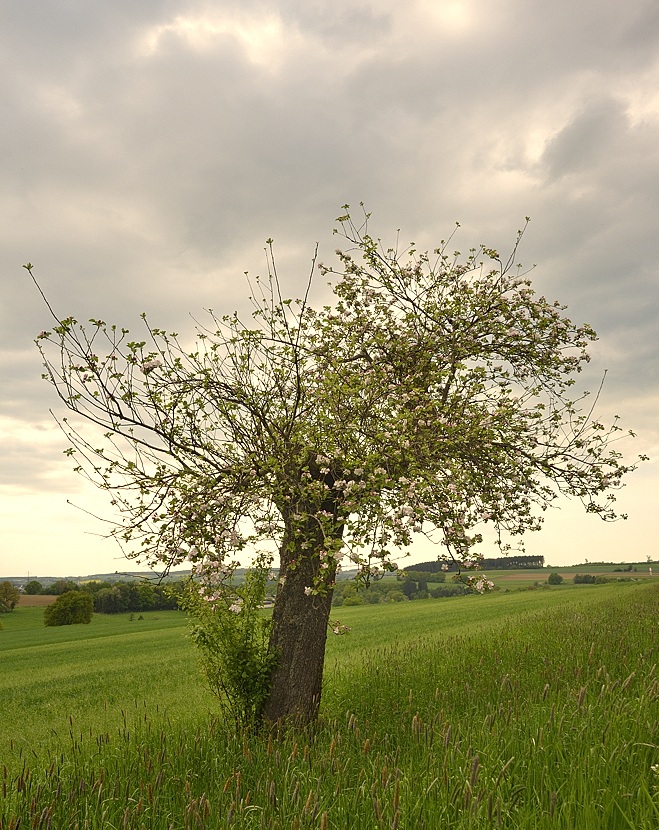 Baum004