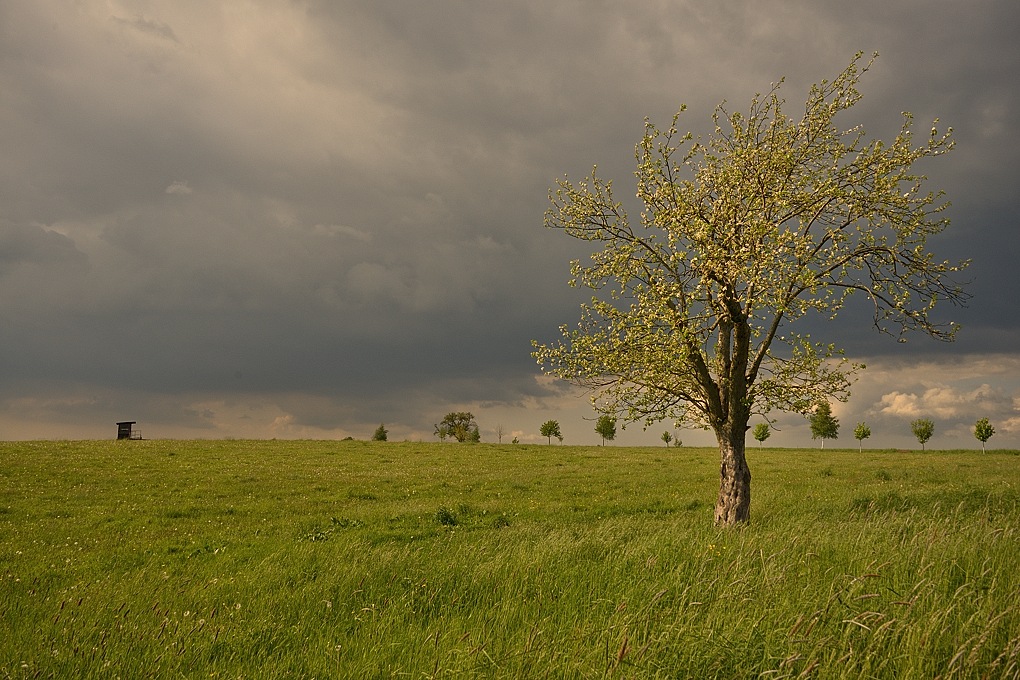 Baum006