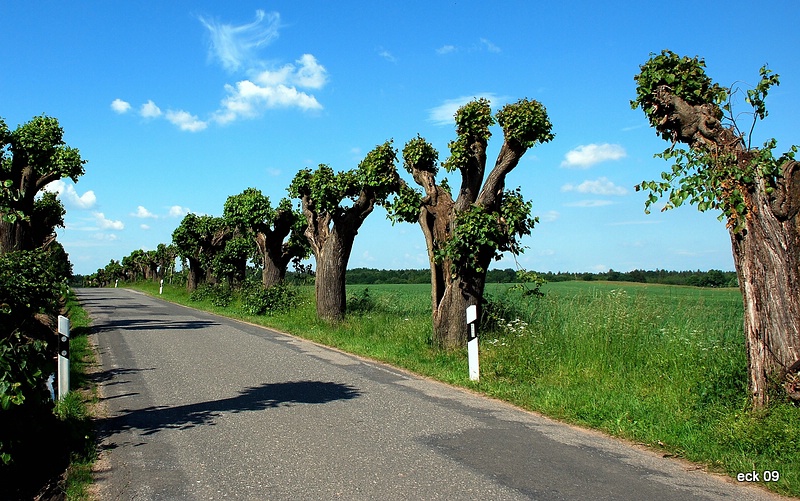 Baum034