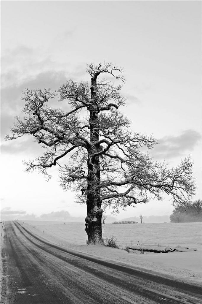 baum1 (Groß)