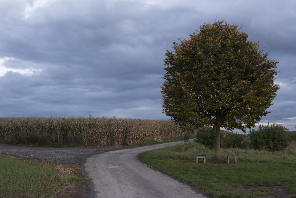 Baum1