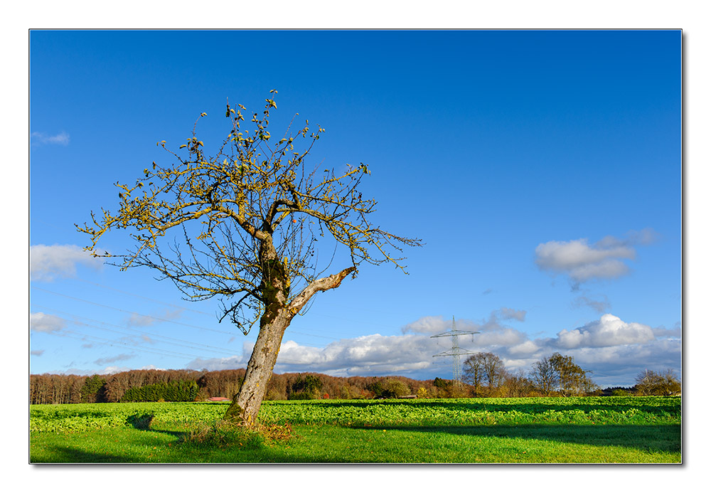 Baum12