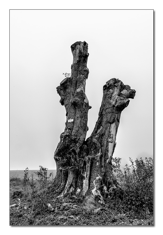 Baum2