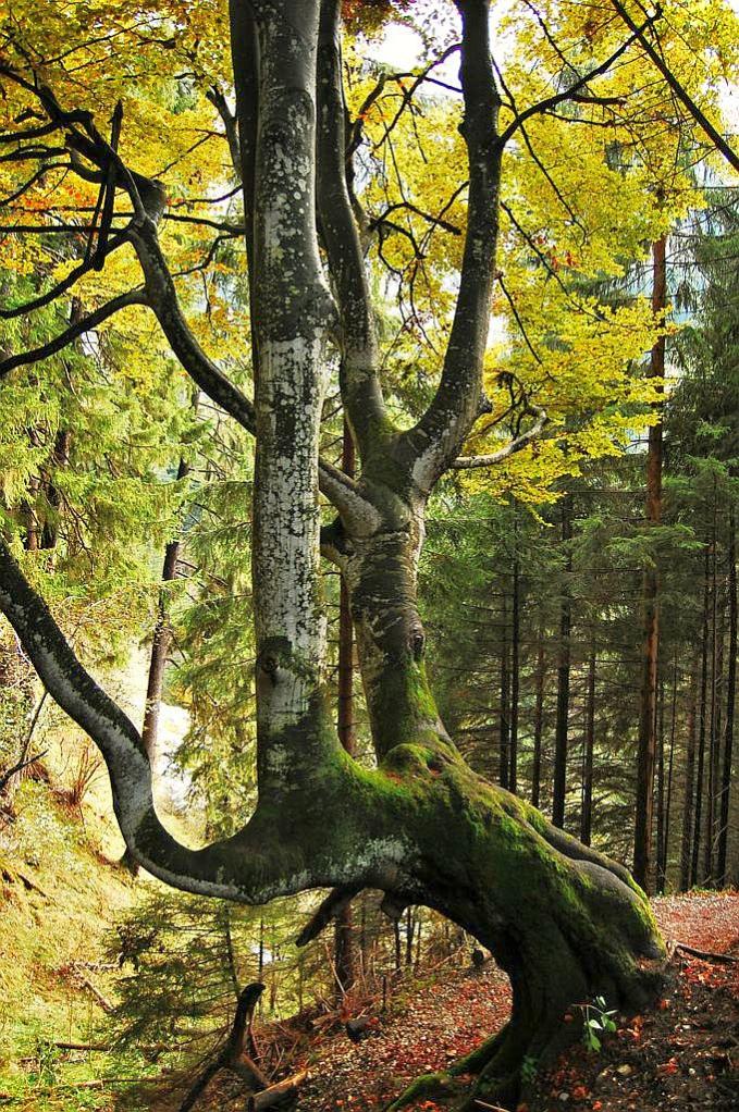 Baum2