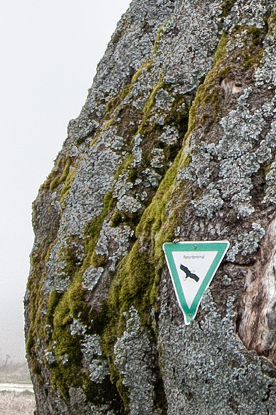 Baum6 Ausschnitt