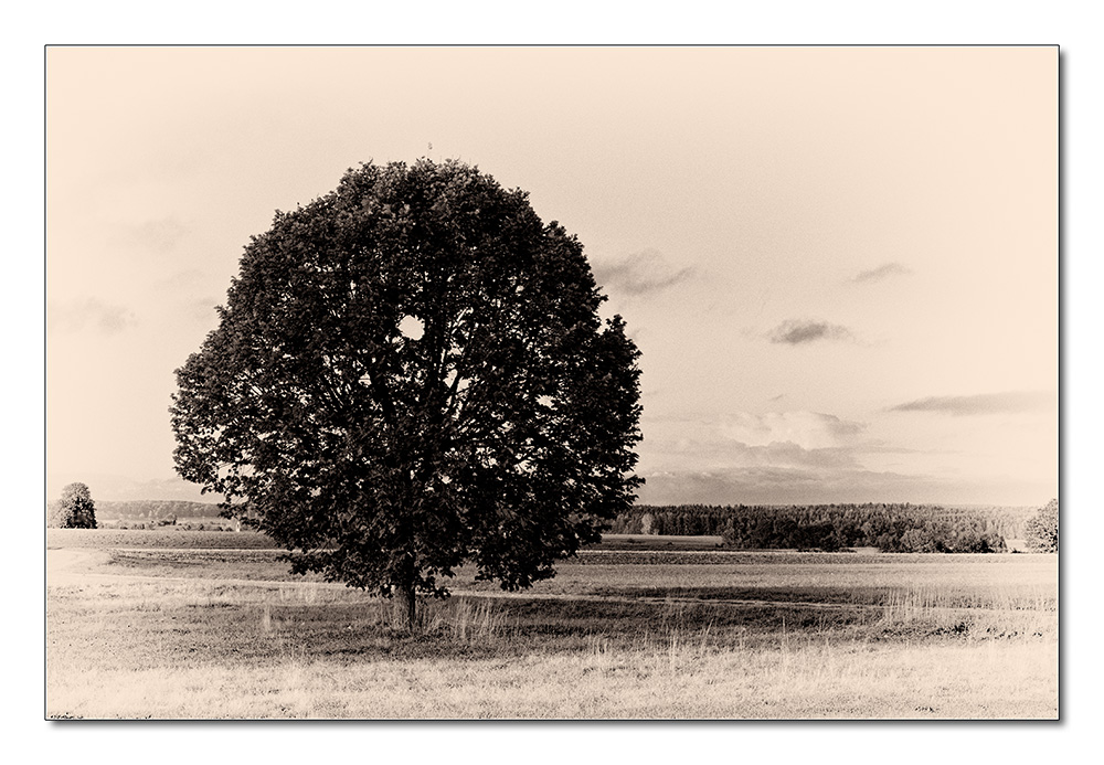 Baum9