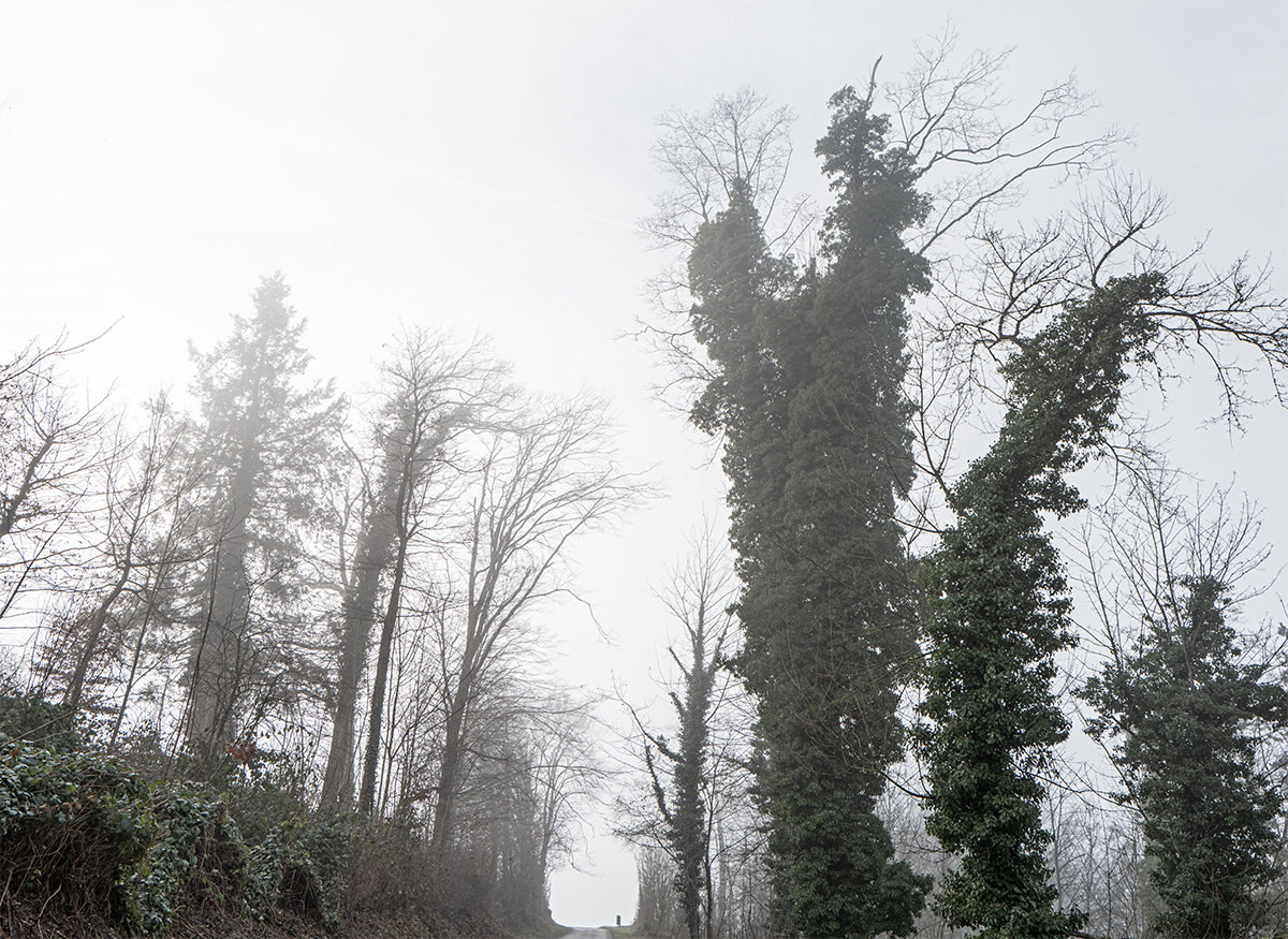 Baum_12.jpg
