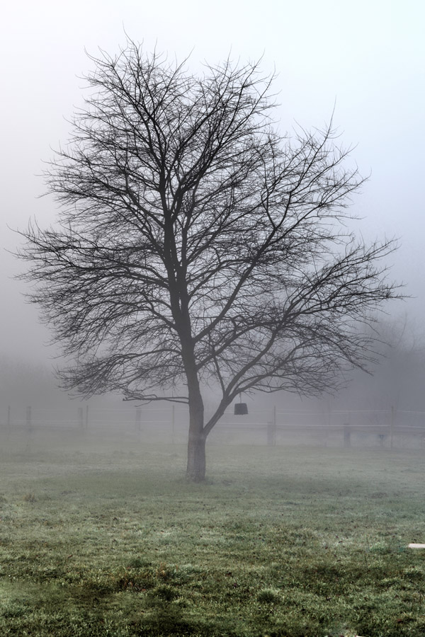 baum_nebel.jpg