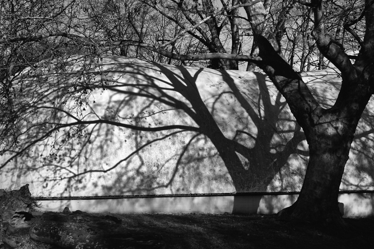 baum_schatten.jpg