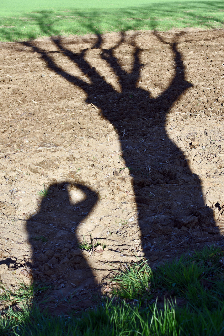 baum_schatten_2.jpg