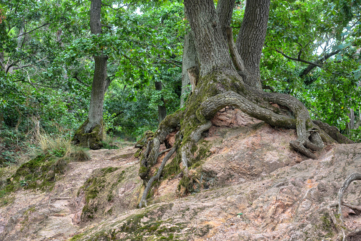 baum_verwurzelt.jpg