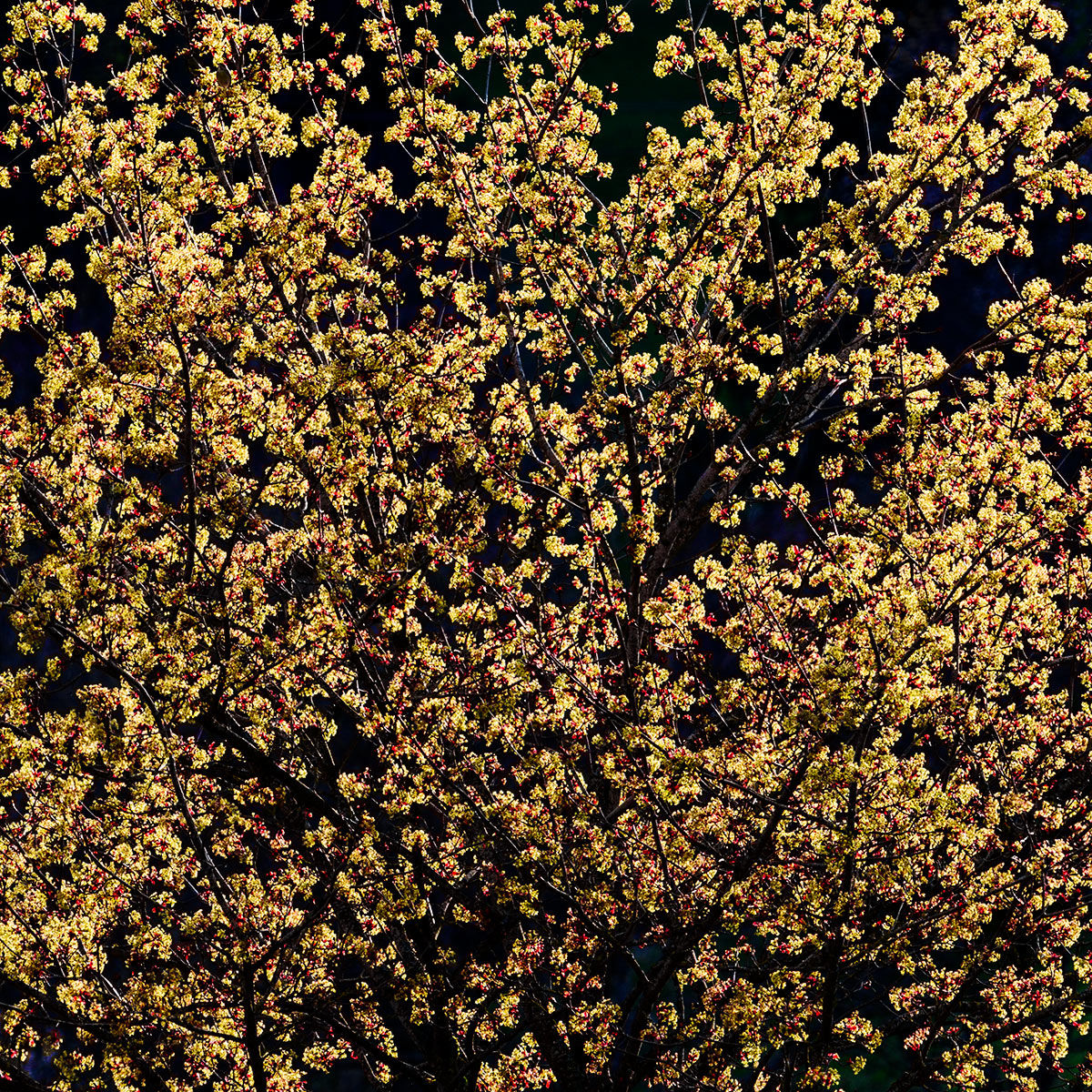 Baum_Z9C_4961neu_12.jpg