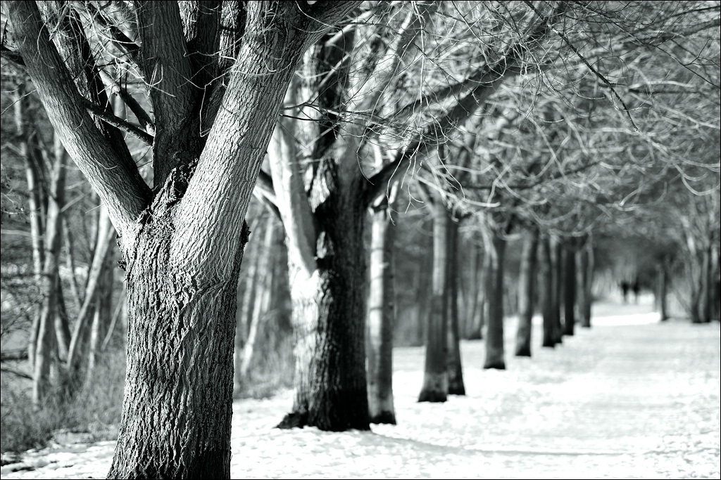 Baumallee 02.01.2011