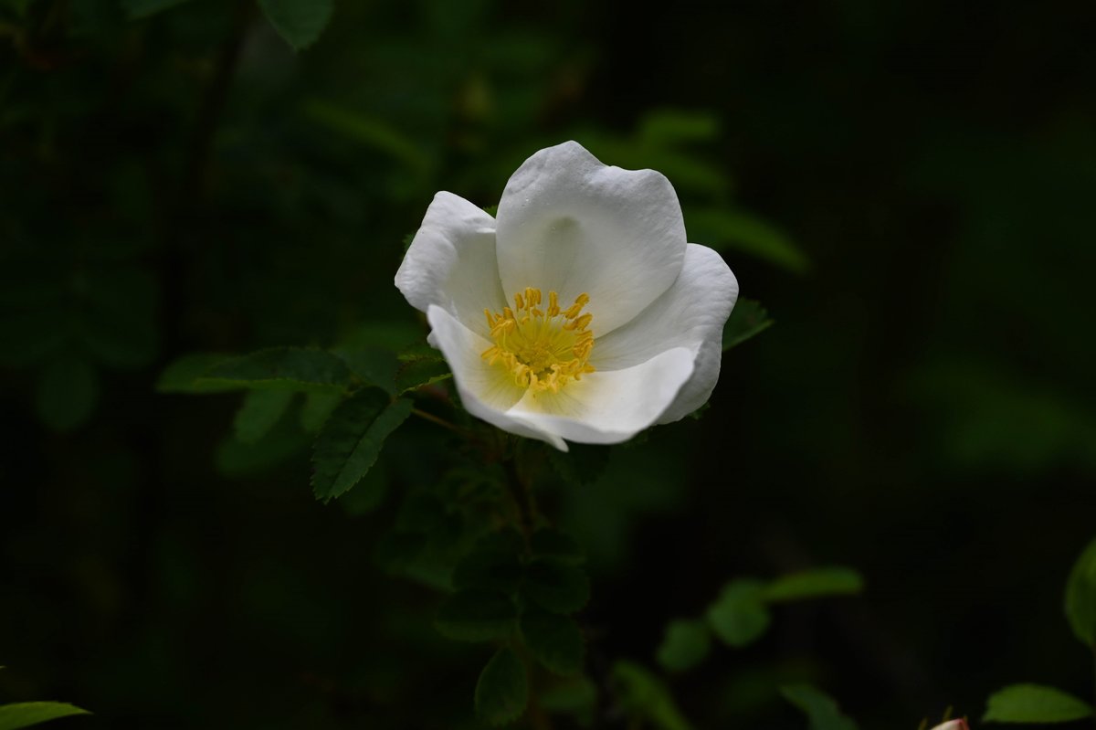 Baumblüte Hooksiel.jpg