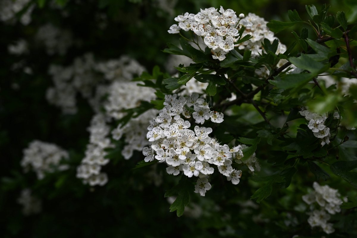 Baumblüte Hooksiel.jpg