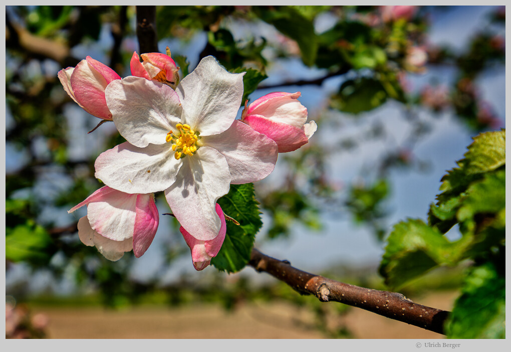 Baumblüte im Havelland