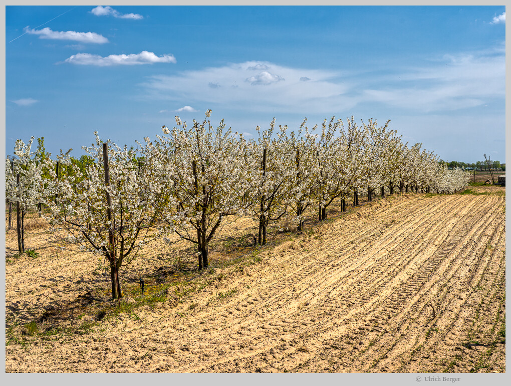 Baumblüte im Havelland