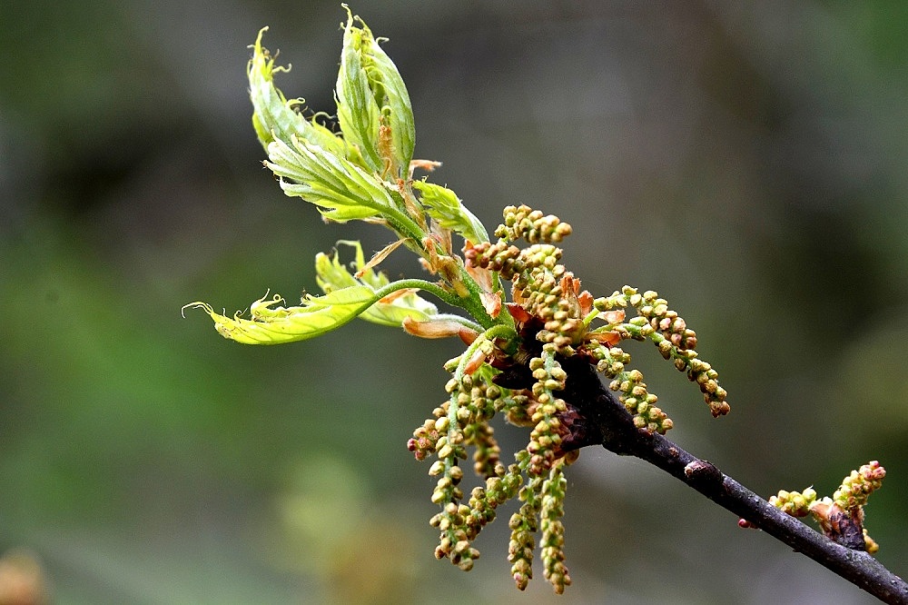 Baumblüte