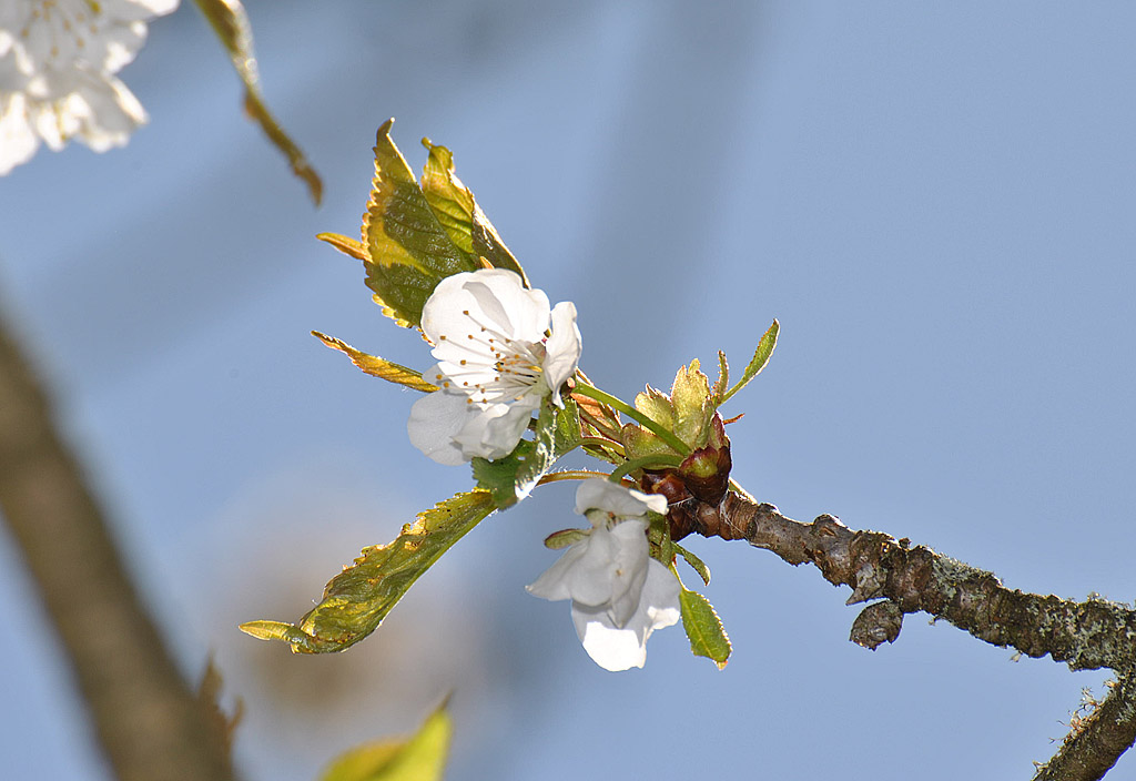 Baumblüte