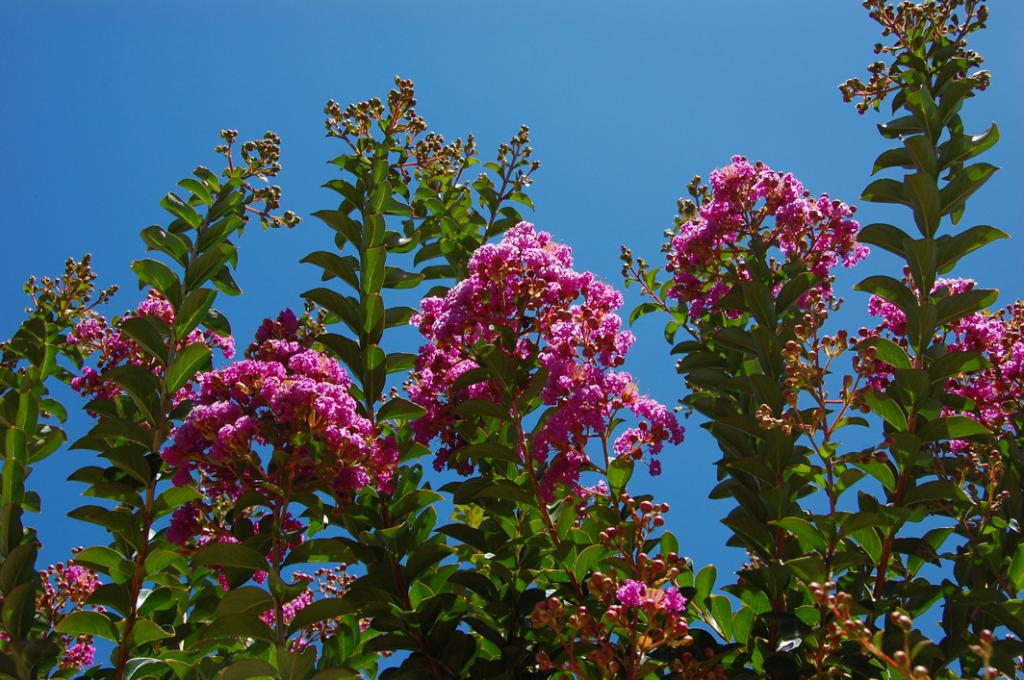 Baumblüte