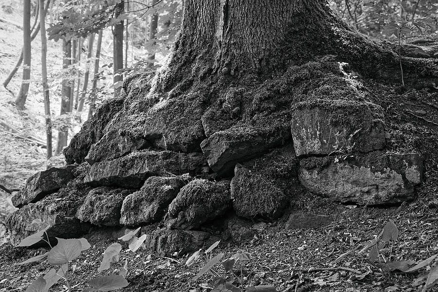 Baumfundament