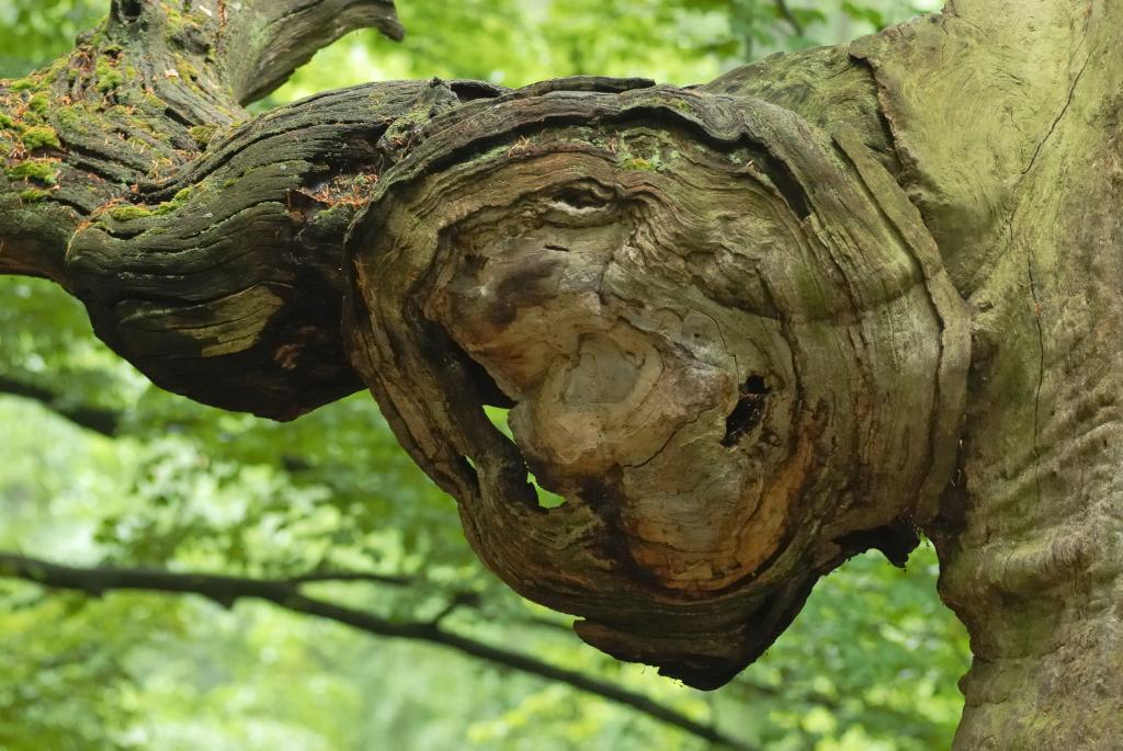 Baumgesicht Frühling
