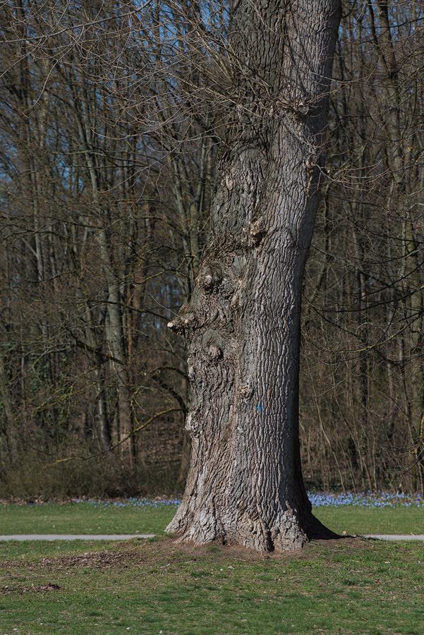 Baumgesicht
Nürnberg Marienbergpark