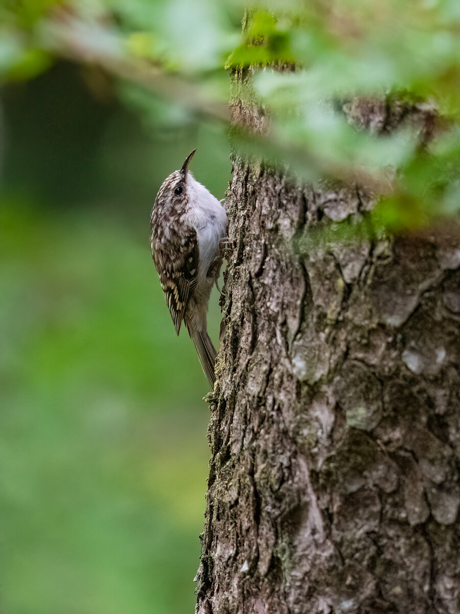 Baumläufer am Baum.jpg