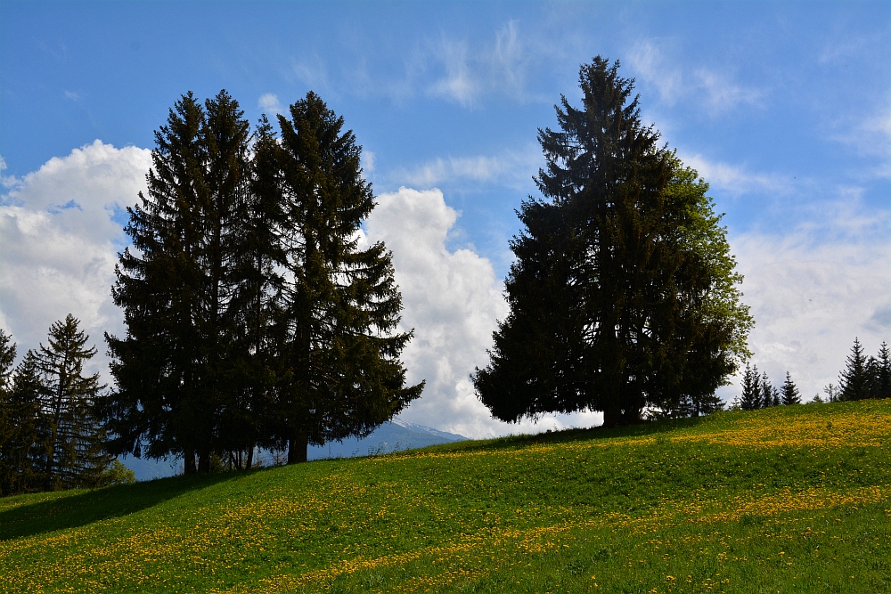Baumlandschaft