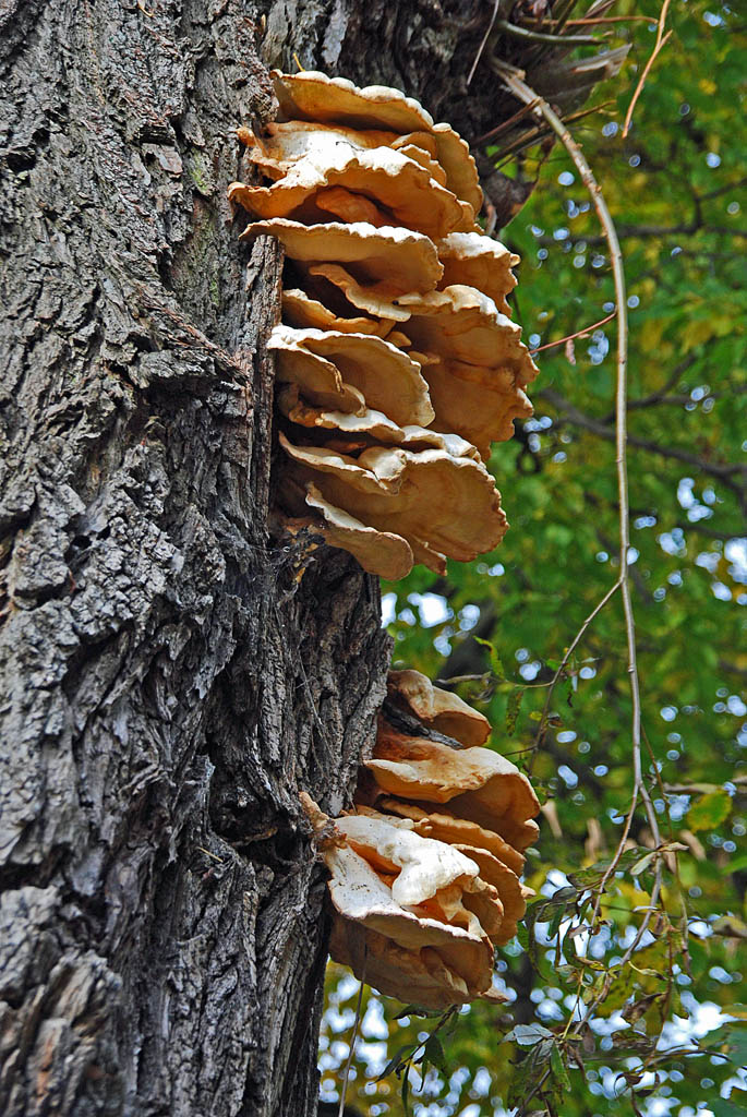 Baumpilz (D40X, 72mm, F5.3, 1/125s) DSC 5303 x