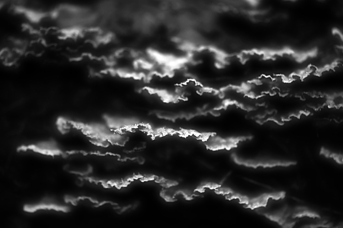Baumpilze BW_bearbeitet-1.jpg