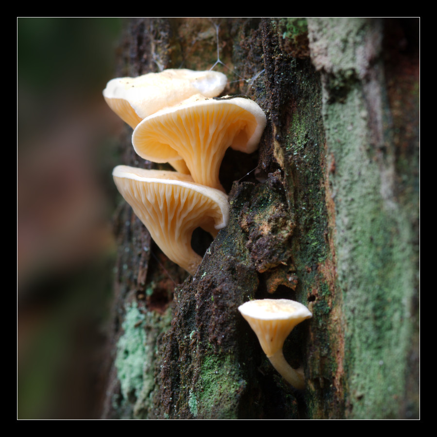 Baumpilze - D7000 - 105mm - F16 - 2,5 Sek.