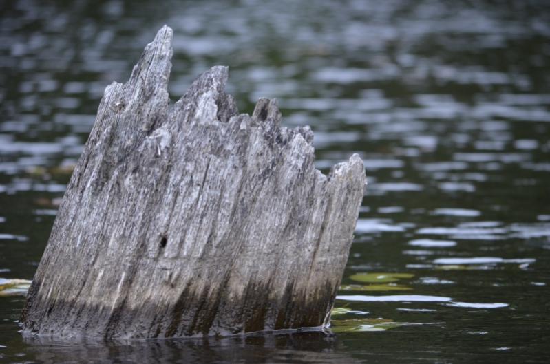 Baumstrunk im Wasser