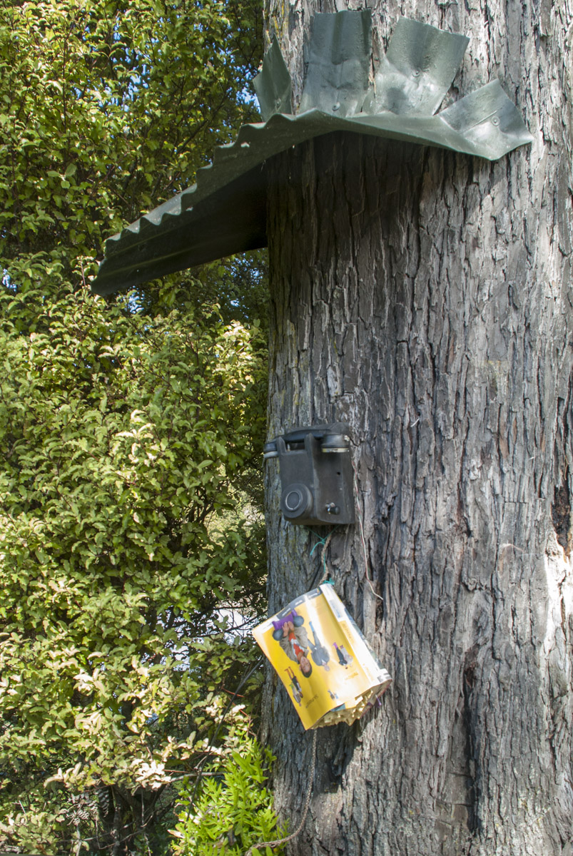 Baumtelefon