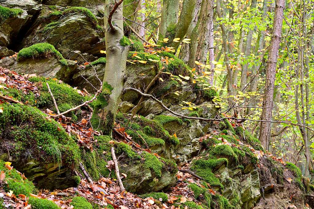 Baybach 0006
Taumschleife Baybachklamm bei leichtem Regen am 14.10.2012
D800E auf Sirui N-2204 und Kugelkopf K-20X