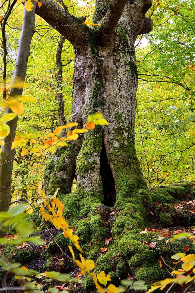 Baybach 0009
Taumschleife Baybachklamm bei leichtem Regen am 14.10.2012
D800E auf Sirui N-2204 und Kugelkopf K-20X
